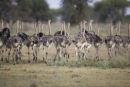 Young Ostriches